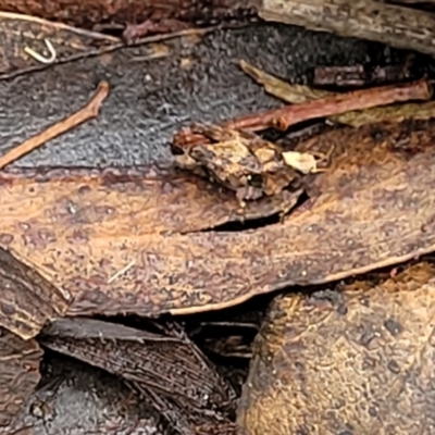 Tetrigidae (family) (Pygmy grasshopper) at Tallaganda National Park - 15 Jan 2022 by trevorpreston