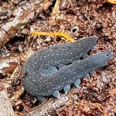 Euperipatoides rowelli (Tallanganda Velvet Worm) at Harolds Cross, NSW - 15 Jan 2022 by trevorpreston