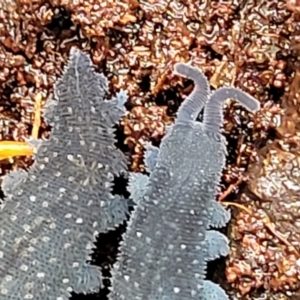 Euperipatoides rowelli at Harolds Cross, NSW - 15 Jan 2022