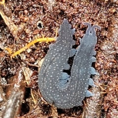 Euperipatoides rowelli at Harolds Cross, NSW - 15 Jan 2022