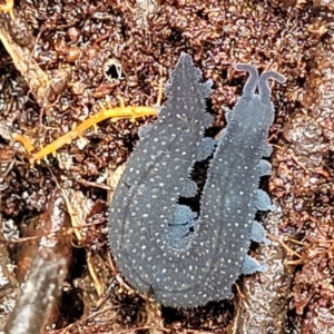 Euperipatoides rowelli at Harolds Cross, NSW - 15 Jan 2022