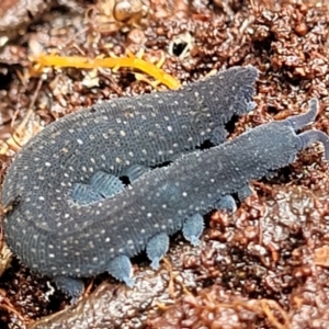 Euperipatoides rowelli at Harolds Cross, NSW - 15 Jan 2022