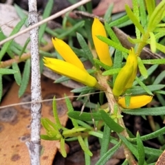 Persoonia chamaepeuce (Dwarf Geebung) at Captains Flat, NSW - 15 Jan 2022 by tpreston