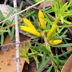 Persoonia chamaepeuce at Captains Flat, NSW - 15 Jan 2022