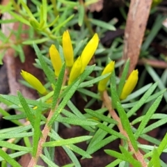 Persoonia chamaepeuce at Captains Flat, NSW - 15 Jan 2022 12:11 PM