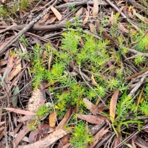 Persoonia chamaepeuce at Captains Flat, NSW - 15 Jan 2022