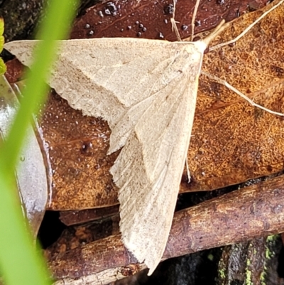 Epidesmia hypenaria (Long-nosed Epidesmia) at Captains Flat, NSW - 15 Jan 2022 by tpreston