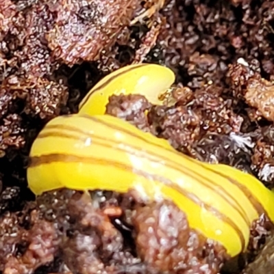 Caenoplana sulphurea (A Flatworm) at Captains Flat, NSW - 15 Jan 2022 by tpreston