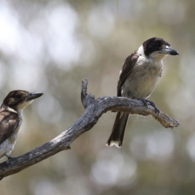 Cracticus torquatus (Grey Butcherbird) at Hackett, ACT - 14 Jan 2022 by jb2602