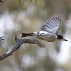 Cracticus torquatus at Hackett, ACT - 14 Jan 2022