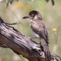 Cracticus torquatus at Hackett, ACT - 14 Jan 2022