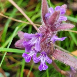 Ajuga australis at Captains Flat, NSW - 15 Jan 2022 11:17 AM