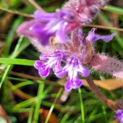 Ajuga australis at Captains Flat, NSW - 15 Jan 2022 11:17 AM