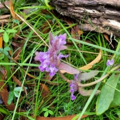 Ajuga australis at Captains Flat, NSW - 15 Jan 2022