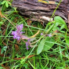 Ajuga australis at Captains Flat, NSW - 15 Jan 2022 11:17 AM