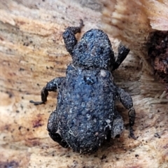 Cryptorhynchini sp. (tribe) (Unidentified cryptorhynchine weevil) at Captains Flat, NSW - 15 Jan 2022 by trevorpreston