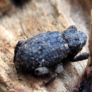 Cryptorhynchini sp. (tribe) at Captains Flat, NSW - 15 Jan 2022