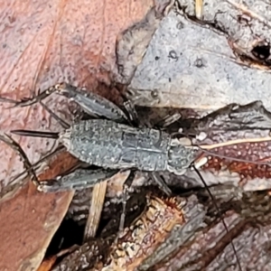 Eurepa marginipennis at Captains Flat, NSW - 15 Jan 2022