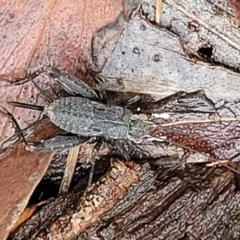 Eurepa marginipennis at Captains Flat, NSW - 15 Jan 2022