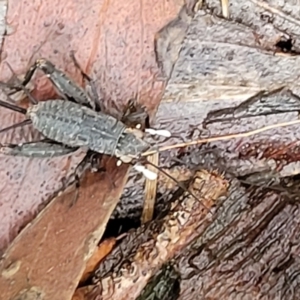 Eurepa marginipennis at Captains Flat, NSW - 15 Jan 2022