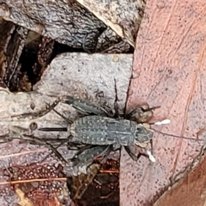 Eurepa marginipennis at Captains Flat, NSW - 15 Jan 2022