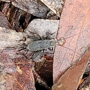 Eurepa marginipennis at Captains Flat, NSW - 15 Jan 2022