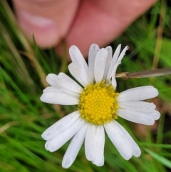 Brachyscome aculeata (Hill Daisy) at Captains Flat, NSW - 15 Jan 2022 by tpreston