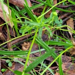 Brachyscome aculeata at Captains Flat, NSW - 15 Jan 2022