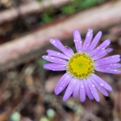 Brachyscome spathulata (Coarse Daisy, Spoon-leaved Daisy) at Harolds Cross, NSW - 14 Jan 2022 by tpreston