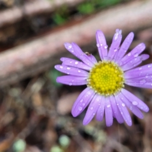 Brachyscome spathulata at Harolds Cross, NSW - 15 Jan 2022