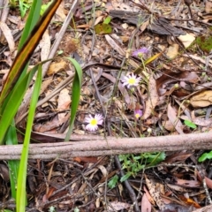 Brachyscome spathulata at Harolds Cross, NSW - 15 Jan 2022