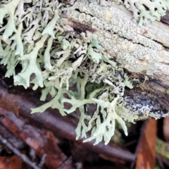 Lichen - foliose at Harolds Cross, NSW - 15 Jan 2022 by trevorpreston