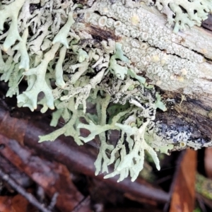 Lichen - foliose at Harolds Cross, NSW - 15 Jan 2022 10:32 AM