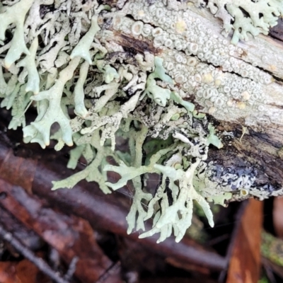 Lichen - foliose at Harolds Cross, NSW - 14 Jan 2022 by trevorpreston