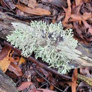 Lichen - foliose at Harolds Cross, NSW - 15 Jan 2022