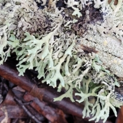 Lichen - foliose at Harolds Cross, NSW - 15 Jan 2022