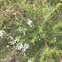 Leptospermum continentale at Tennent, ACT - 10 Jan 2022 12:30 PM