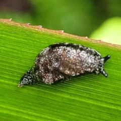 Cystopelta astra (Snowy Mountains Humpback Slug) at Harolds Cross, NSW - 14 Jan 2022 by tpreston