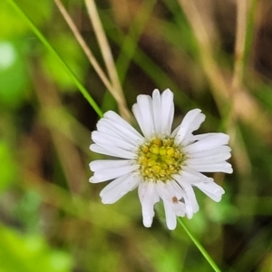 Lagenophora stipitata at Harolds Cross, NSW - 15 Jan 2022