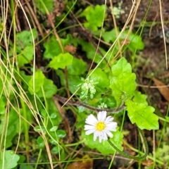 Lagenophora stipitata at Harolds Cross, NSW - 15 Jan 2022