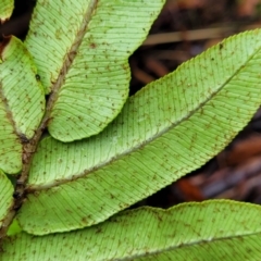 Blechnum wattsii at Harolds Cross, NSW - 15 Jan 2022 10:21 AM