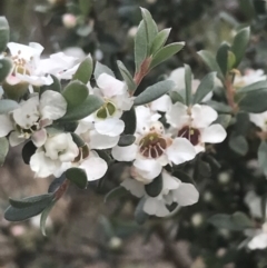 Leptospermum myrtifolium (Myrtle Teatree) at Tennent, ACT - 10 Jan 2022 by Tapirlord