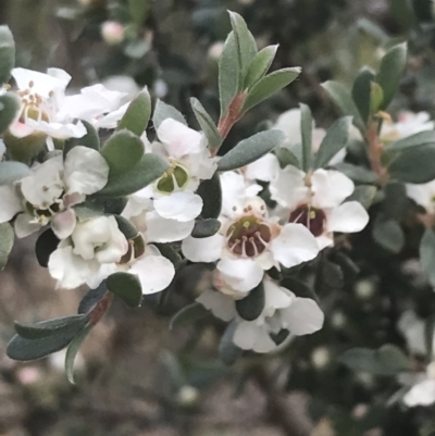 Leptospermum myrtifolium (Myrtle Teatree) at Tennent, ACT - 10 Jan 2022 by Tapirlord