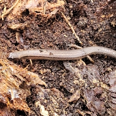 Anepischetosia maccoyi (MacCoy's Skink) at Harolds Cross, NSW - 15 Jan 2022 by trevorpreston