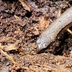 Anepischetosia maccoyi at Harolds Cross, NSW - 15 Jan 2022