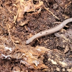 Anepischetosia maccoyi at Harolds Cross, NSW - 15 Jan 2022