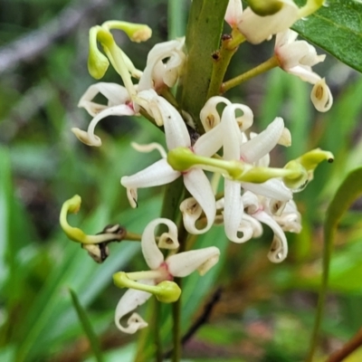 Lomatia myricoides (River Lomatia) at Harolds Cross, NSW - 14 Jan 2022 by tpreston