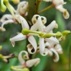 Lomatia myricoides at Harolds Cross, NSW - 15 Jan 2022