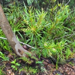 Lomatia myricoides at Harolds Cross, NSW - 15 Jan 2022