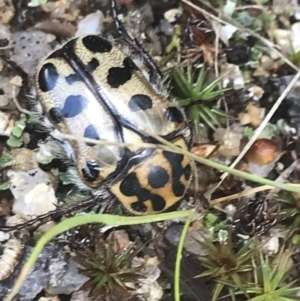 Neorrhina punctata at Tennent, ACT - 10 Jan 2022